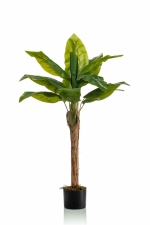 Bananenplant 110cm